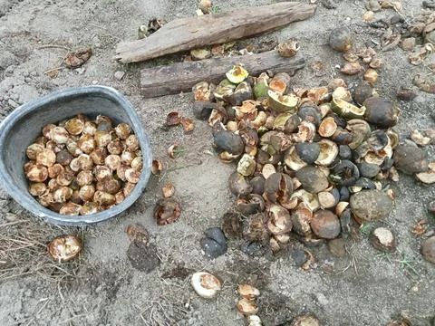 Hazelnut that has been dried and cracked from its shell to be sold or used .. Stock Photos