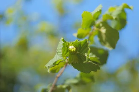 Hazelnut on a Hazel Tree Branch and Blue Sky in Plitvice Lakes National Park Stock Photos