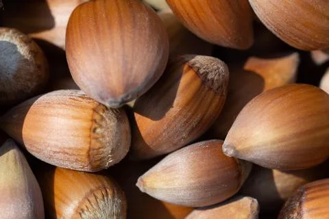 Hazelnut. Hazelnut background. Fresh hazelnuts. Nuts. Hazelnut close up. Stock Photos