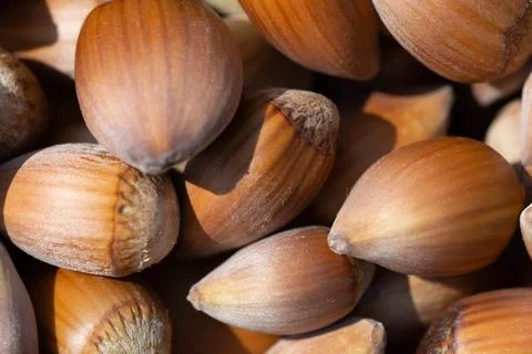 Hazelnut. Hazelnut background. Fresh hazelnuts. Nuts. Hazelnut close up. Stock Photos