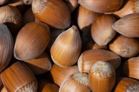 Hazelnut. Hazelnut background. Fresh hazelnuts. Nuts. Hazelnut close up. Stock Photos