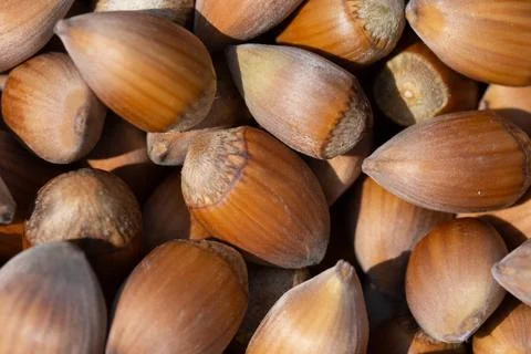 Hazelnut. Hazelnut background. Fresh hazelnuts. Nuts. Hazelnut close up. Stock Photos
