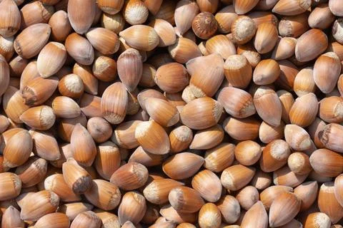 Hazelnut. Hazelnut background. Fresh hazelnuts. Nuts. Hazelnut close up. Stock Photos