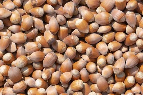 Hazelnut. Hazelnut background. Fresh hazelnuts. Nuts. Hazelnut close up. Stock Photos