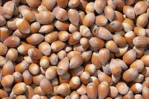 Hazelnut. Hazelnut background. Fresh hazelnuts. Nuts. Hazelnut close up. Stock Photos