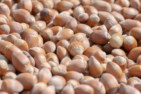 Hazelnut. Hazelnut background. Fresh hazelnuts. Nuts. Hazelnut close up. Stock Photos