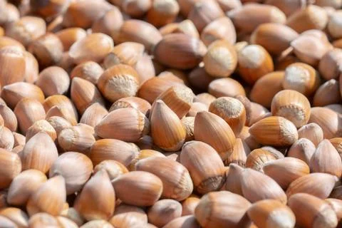 Hazelnut. Hazelnut background. Fresh hazelnuts. Nuts. Hazelnut close up. Stock Photos