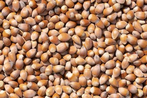 Hazelnut. Hazelnut background. Fresh hazelnuts. Nuts. Hazelnut close up. Stock Photos