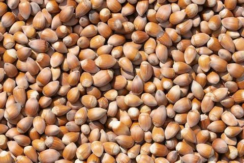 Hazelnut. Hazelnut background. Fresh hazelnuts. Nuts. Hazelnut close up. Stock Photos