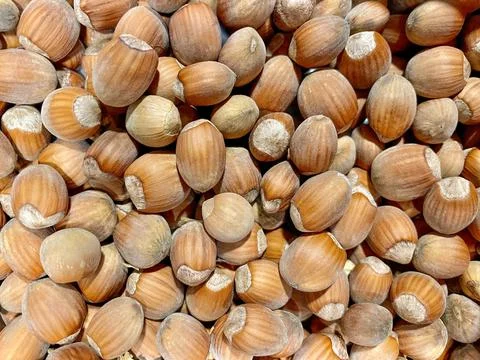 Hazelnut in the husk close-up. Hazelnut background. Stock Photos