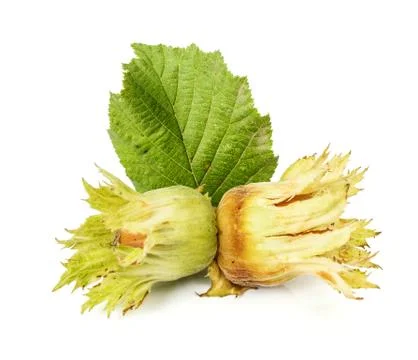 Hazelnut in husk Stock Photos