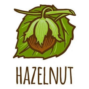 Hazelnut icon, hand drawn style Stock Illustration