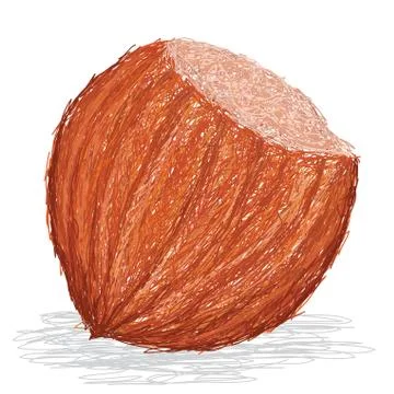 Hazelnut Stock Illustration