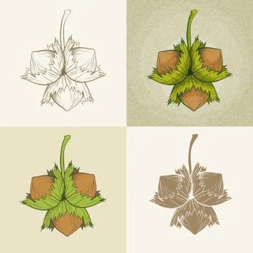 Hazelnut illustration set Stock Illustration