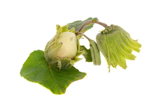 Hazelnut isolated Stock Photos