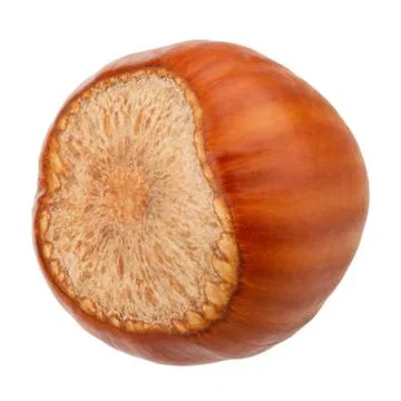 Hazelnut isolated on white background as package design elements Stock Photos