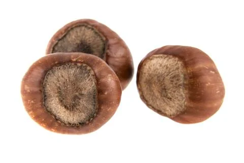 Hazelnut isolated on white background Stock Photos