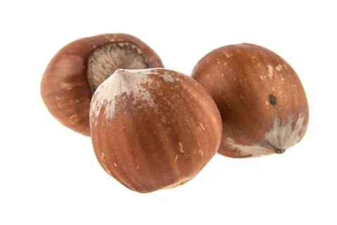 Hazelnut isolated on white background Stock Photos