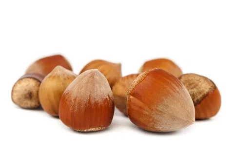 Hazelnut on a isolated on white background Stock Photos