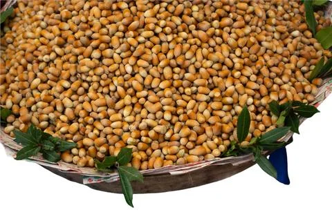 Hazelnut isolated on white background Stock-Fotos