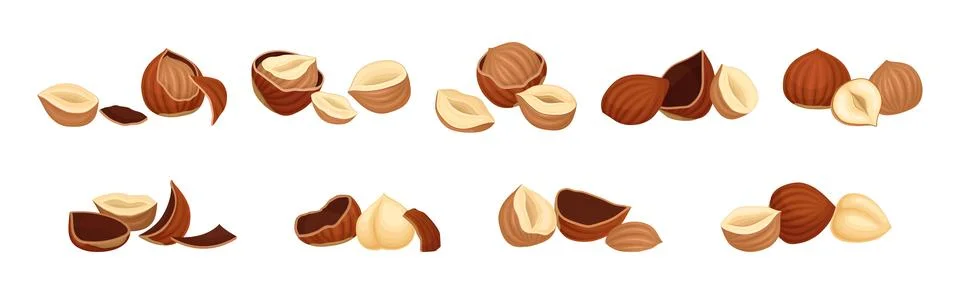 Hazelnut Kernel in Cracked Shell and Husk Vector Set Stock Illustration