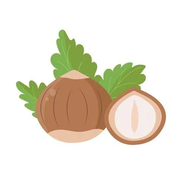 Hazelnut with leaf, flat design, isolated on white Stock Illustration