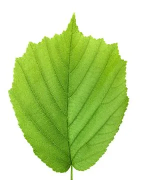 Hazelnut leaf isolated on a white background with clipping path Foto stock