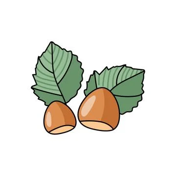 Hazelnut with leaf on white background. Nut in cartoon style Illustrazione stock