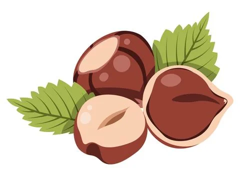 Hazelnut with leaves flat vector illustration isolated on white. Autumn nut Stock Illustration
