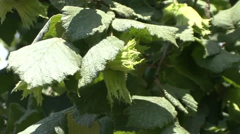 Hazelnut leaves Stock-Footage 41129332