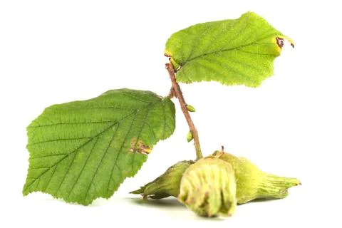 Hazelnut Leaves Stock Photos