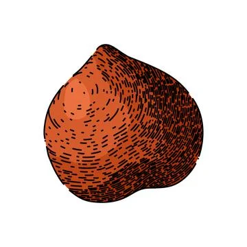Hazelnut nut brown sketch hand drawn vector 스톡 일러스트