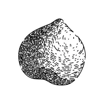 Hazelnut nut brown sketch hand drawn vector 스톡 일러스트