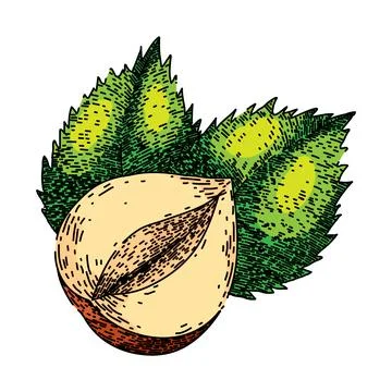 Hazelnut nut leaf sketch hand drawn vector Stock Illustration