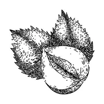 Hazelnut nut leaf sketch hand drawn vector Stock Illustration