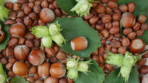 Hazelnut nut on a plate. Stock Footage 303199760