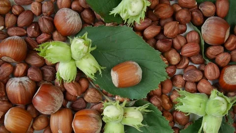 Hazelnut nut on a plate. Stock Footage 328694368