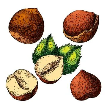 Hazelnut nut set sketch hand drawn vector Illustrazione stock