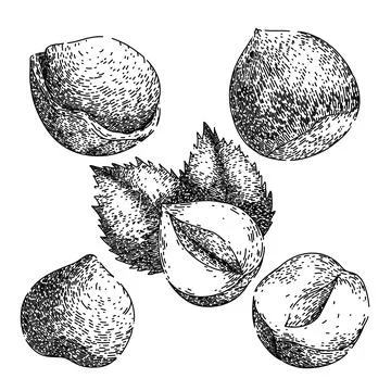 Hazelnut nut set sketch hand drawn vector Illustrazione stock