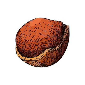Hazelnut nut sketch hand drawn vector Illustrazione stock