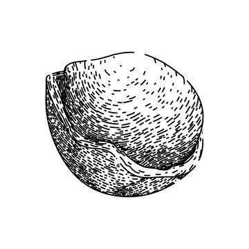 Hazelnut nut sketch hand drawn vector 스톡 일러스트
