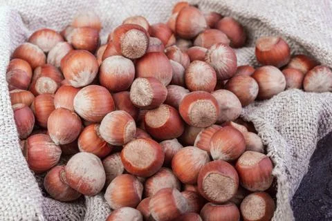 Hazelnut nuts poured into the burlap Stock Photos