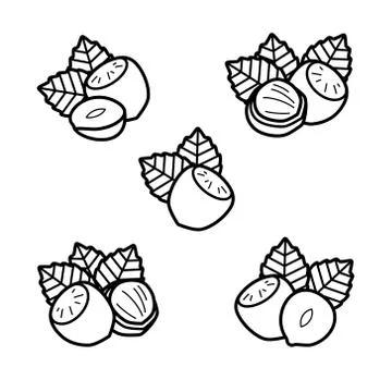 Hazelnut nuts set. Collection icon hazelnut nuts. Vector Illustrazione stock