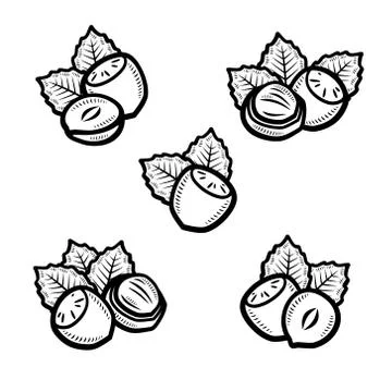 Hazelnut nuts set. Collection icon hazelnut nuts. Vector Stock Illustration