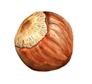 Hazelnut in the nutshell Stock Illustration