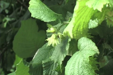 Hazelnut orchard 库存影片 306447