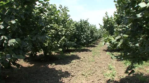 Hazelnut orchard Stock Footage 41129302