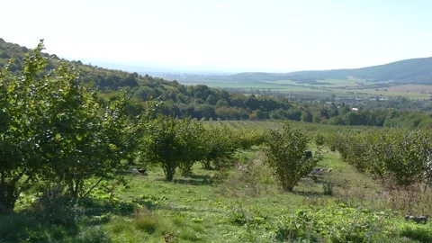 Hazelnut Orchard in Rural Landscape During Harvest Season Stock Footage 345489200