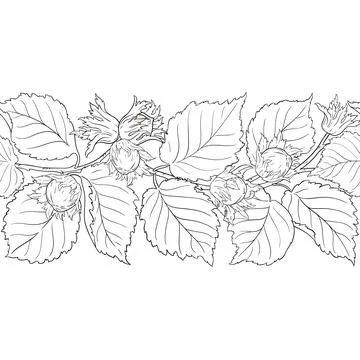 Hazelnut Outline Horizontal Seamless Pattern. Stock Illustration