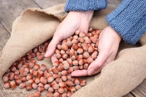 Hazelnut in palms Stock Photos